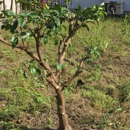 🌳【作業実績｜福岡市東区香住ケ丘】レモン・マキ・梅の木をバッ...