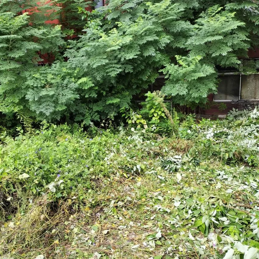 🌿≪福岡市東区馬出にて、マンション裏手の草刈り・伐採≫