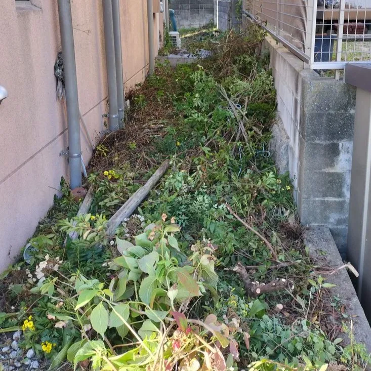 🌳≪福岡市南区にて、所有物件の伐採のご依頼≫