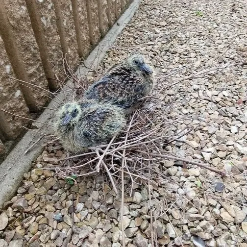 🌳【福岡市南区にて・お庭の木の伐採のご依頼】